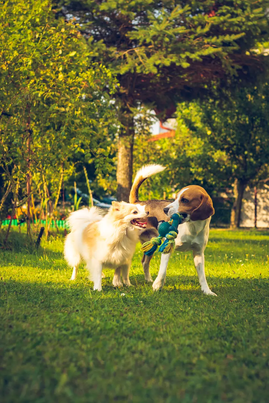 Perros jugando sobre el pasto